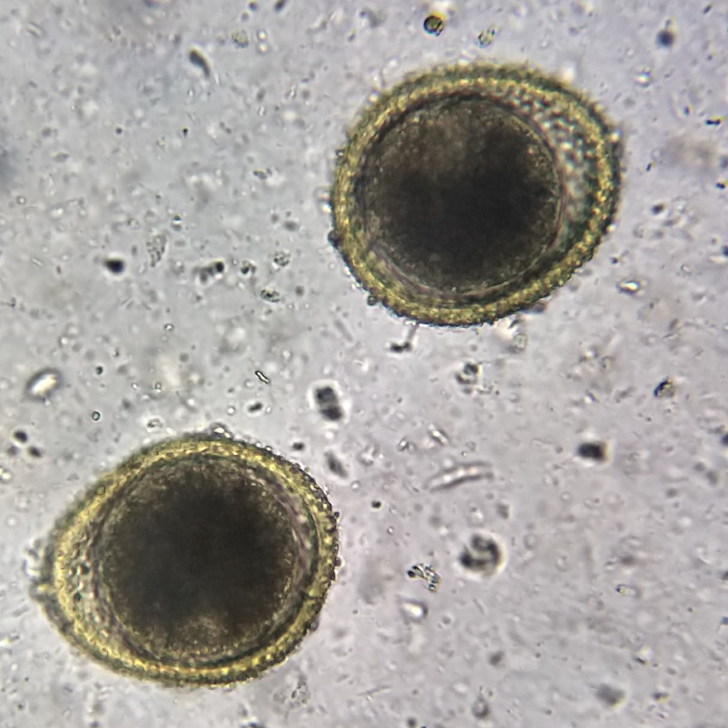 Coproparasitología